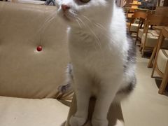 -藏猫猫咖啡主题馆(中央大道店)