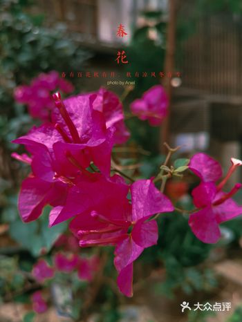 “好一朵迎春花啊啊~人人都爱它~~”  哼着歌欣赏着