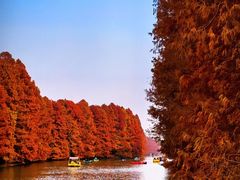 -上海海湾国家森林公园