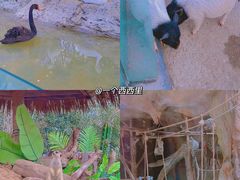 -青岛森林野生动物世界