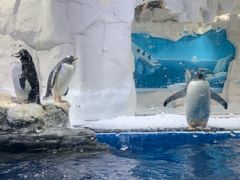 -华夏文旅海洋公园