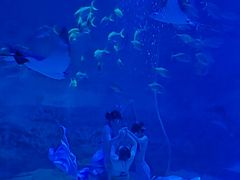 -烟台海昌鲸鲨海洋公园