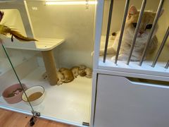 -十月米努特矮脚猫舍