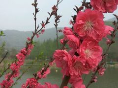 -石塘人家