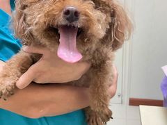 -瑞派康怡24h宠物医院·犬猫医疗中心·微创绝育(瑞景分院)