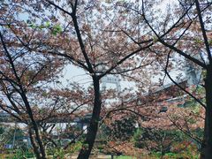 -上海南浦大桥长途旅游客运站