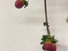 -素咫咖啡CLIFEROSE(新安店)