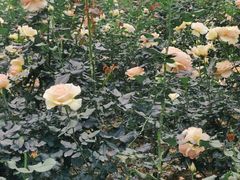 -人民公园(罗湖区)