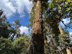 -云南屏边大围山国家公园