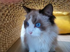 -藏猫猫咖啡主题馆(中央大道店)