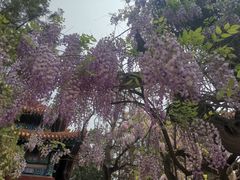 -北京国子监胡同