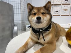 -柴务处·柴犬主题狗咖