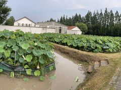 -前小桔亲子创意农场·草莓采摘·露营烧烤