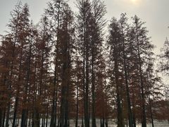 -白鹭湾湿地公园