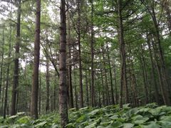 -洛阳白云山景区