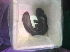 -百姓百味海鲜酒楼(粤垦路总店)