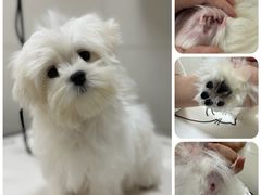 -悠尼宠物·独立低压伊珊娜洗护·美容·寄养(兰谷路店)