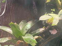 -上海大自然野生昆虫馆(东方明珠·爬宠昆虫探索中心)