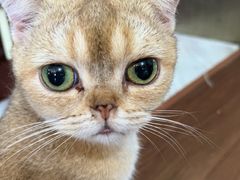 -楼上猫咖(罗湖店)