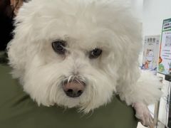 -派美特宠物医院·核磁CT·骨科肿瘤·疑难转诊(沈农禾丰店)
