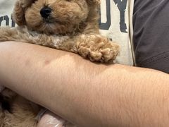 -美联众合动物医院·24h转诊中心