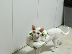 -美联众合动物医院·24h转诊中心