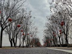 -泗洪洪泽湖湿地景区