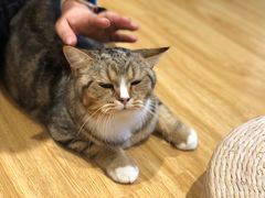 -啵啵喵·猫咖(攀华国际店)