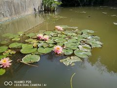 -云溪植物园