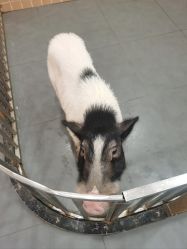 -Moni星球萌宠·小马宝莉·灵蛇·高端高阶全萌宠互动体验俱乐部(红豆国际广场店)