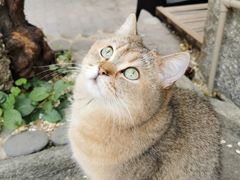 -喵屿·大理花园猫咖