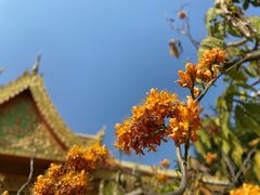 -西双版纳勐泐文化旅游区