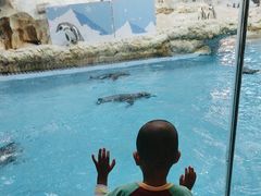 -帝企鹅自助餐厅•儿童岛•真企鹅(长隆企鹅酒店)