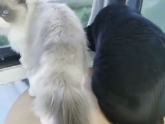 -鼓捣猫呢主题猫咖店