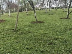 -南山植物园