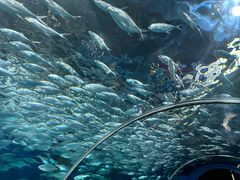 -上海海洋水族馆