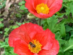 -天适樱花悠乐园