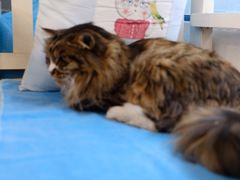 -Anne猫窝咖啡屋