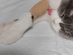 -艾吉宠物医院·疑难杂症转诊中心·猫友好(碧江路院)