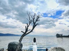 -才村湿地公园