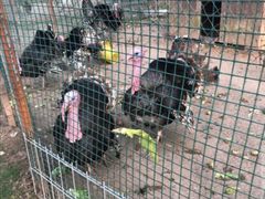 -前小桔亲子创意农场·草莓采摘·露营烧烤