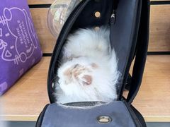 -瑞鹏宠物医院·宠保定点·心脏科·内科(御桥分院)