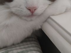 -米苏动物医院·犬猫专科·骨科外科内窥镜