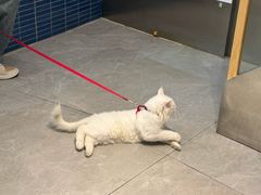 -伟伟宠物医院·CT影像中心·瑞派犬猫综合性门诊(汉口总院)