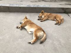 -小鱼草莓采摘园农家乐·小鱼餐厅