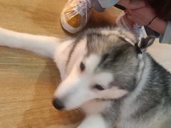 -Husky Go! 哈士奇体验馆·宠物咖啡厅狗咖