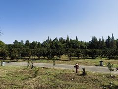 -上海滨江森林公园