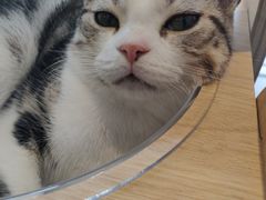 -飞行喵MR PILOT|猫舍·猫咖(静安大融城店)