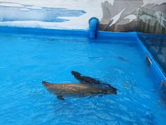 -上海海昌海洋公园