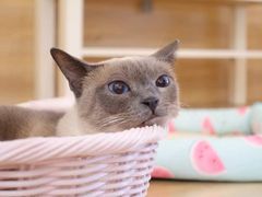 -滚猫咖啡·猫咖·猫友好撸猫(未来城店)